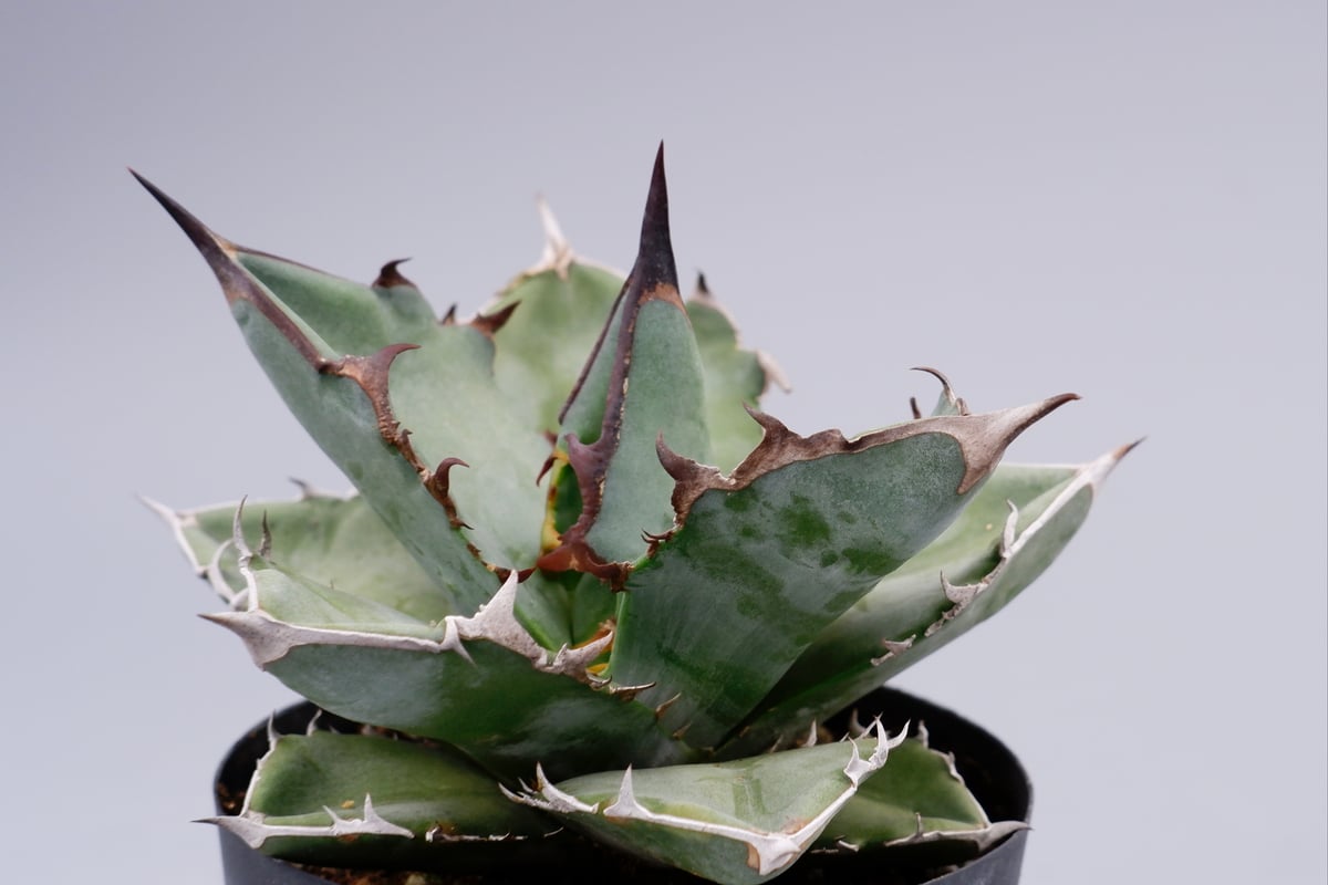 アガベ チタノタ ドワーフ アガベ チタノタ ドワーフ 003 Agave titanota 'Dwarf' | Sunn