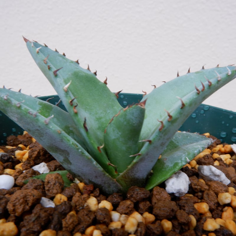 Agave titanota Blue チタノタ ブルー 実生株005 | Sunny Branch
