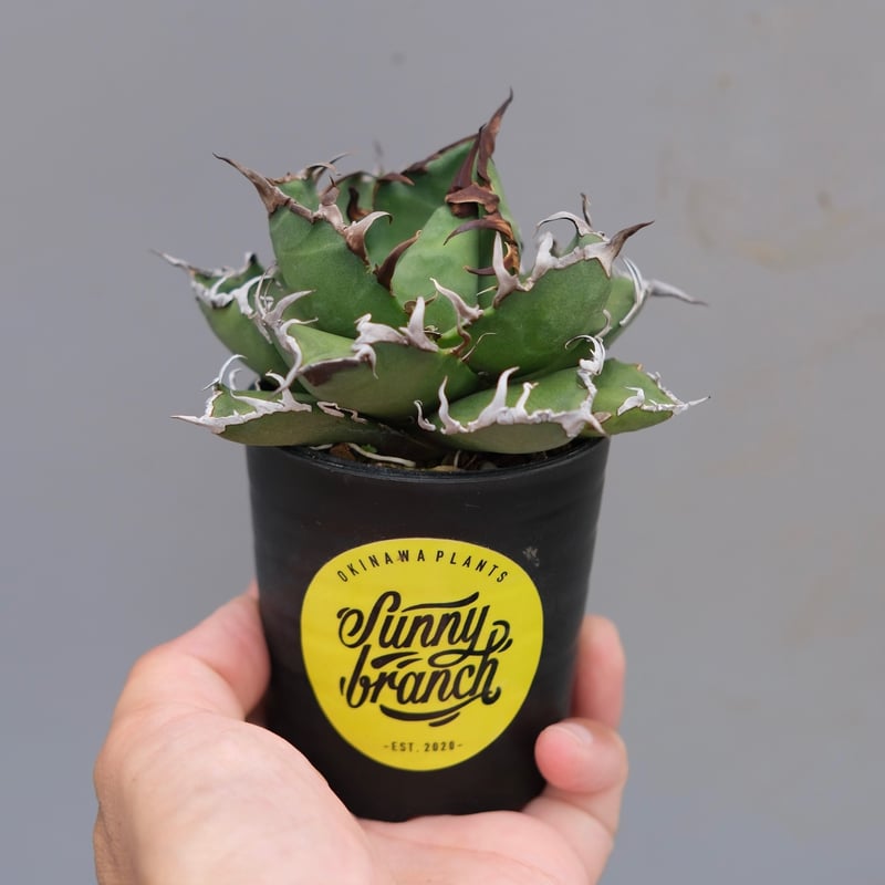 大御所桐花生　　黒たん梅 大御所桐花生 黒たん梅 【公式通販】