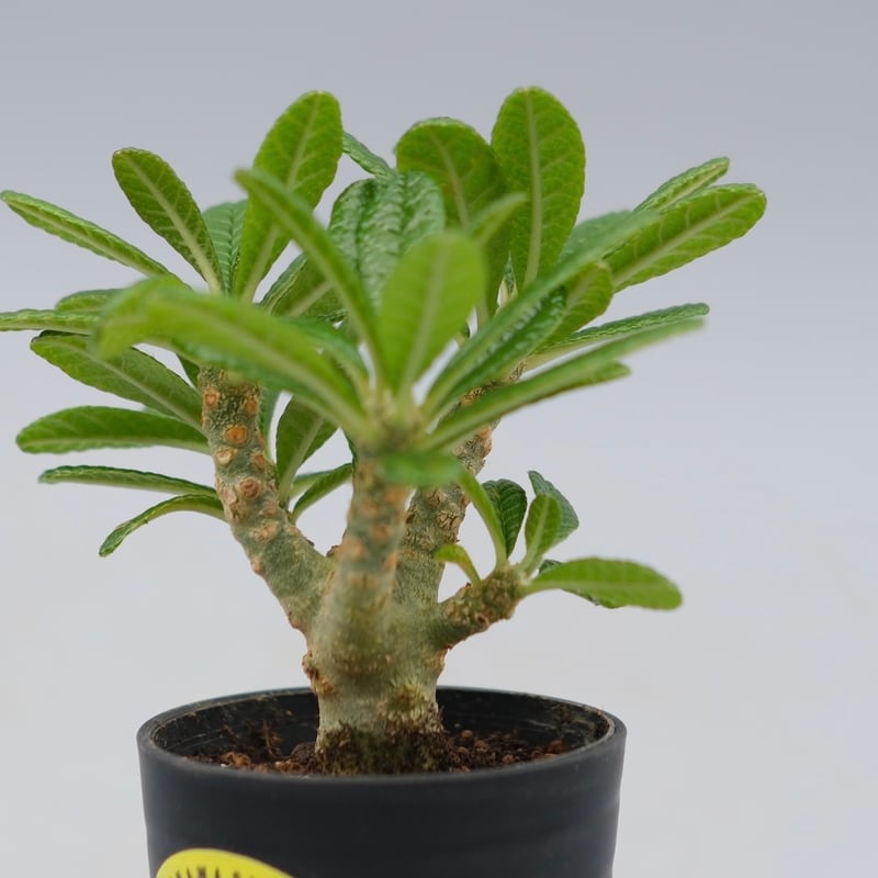 ドルステニア ギガス042 Dorstenia gigas | Sunny Branch