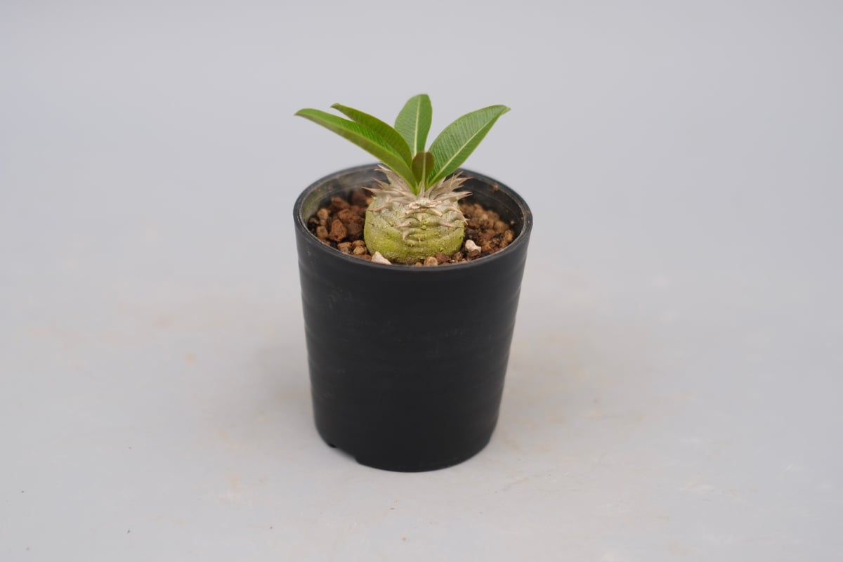 パキポディウム エニグマチカム 実生株 Pachypodium enigmaticum 008