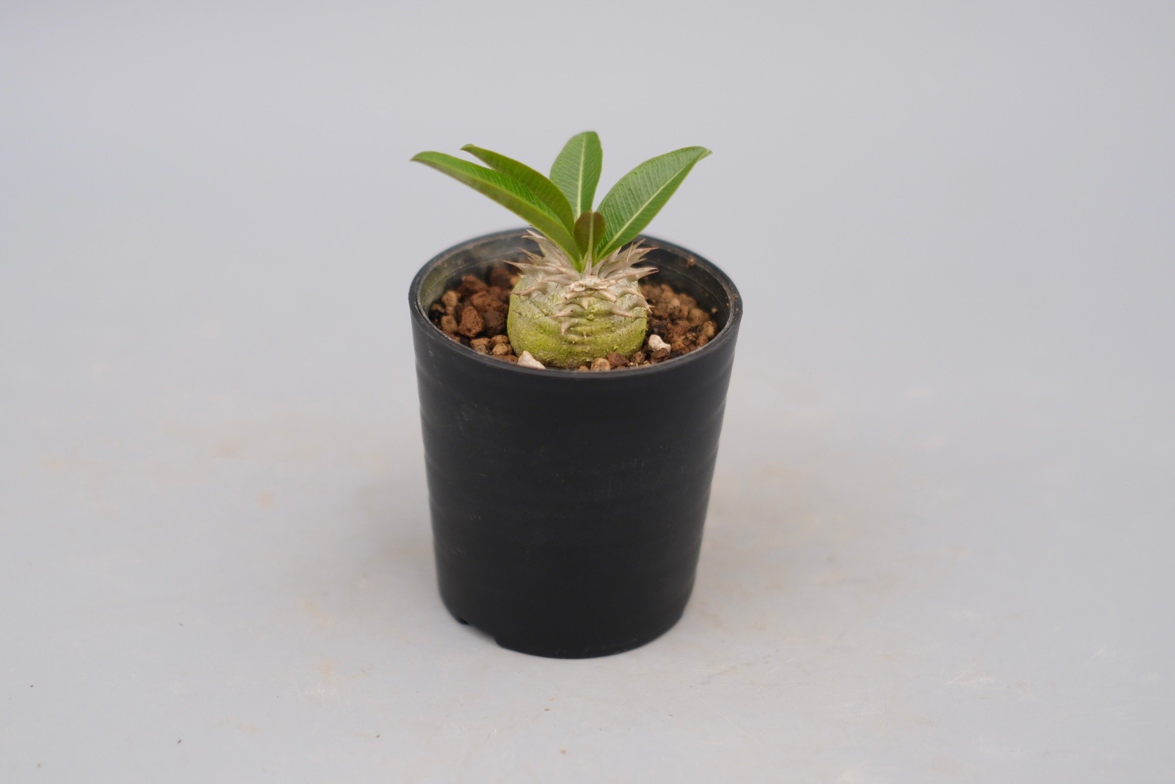 パキポディウム エニグマチカム 実生株 Pachypodium enigmaticum 008