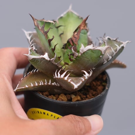 レッドキャット | STORES