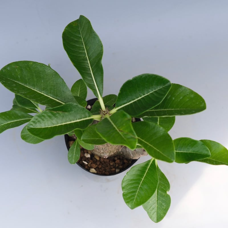 パキポディウム・ウインゾリー実生② Pachypodium Windsorii パキポディウム・ウィンゾリー実生記録②(Pachypodium Windsorii