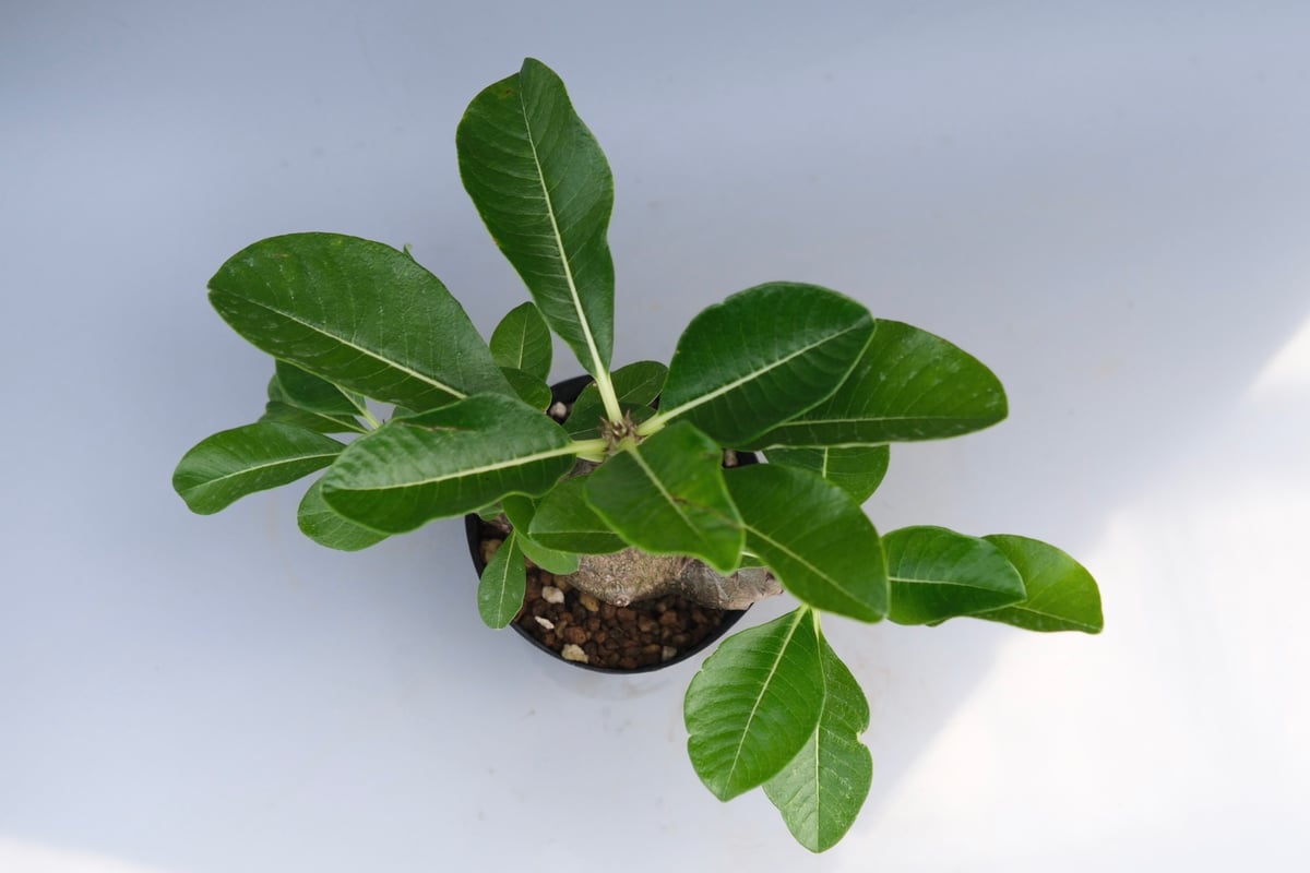 お父ちゃん 出品 パキポディウム ウィンゾリー 実生 パキポディウム ウィンゾリー 実生株 066 Pachypodium windsorii