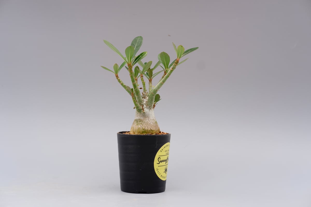 アデニウム ソマレンセ 実生株 Adenium somalense 001 | Sunny