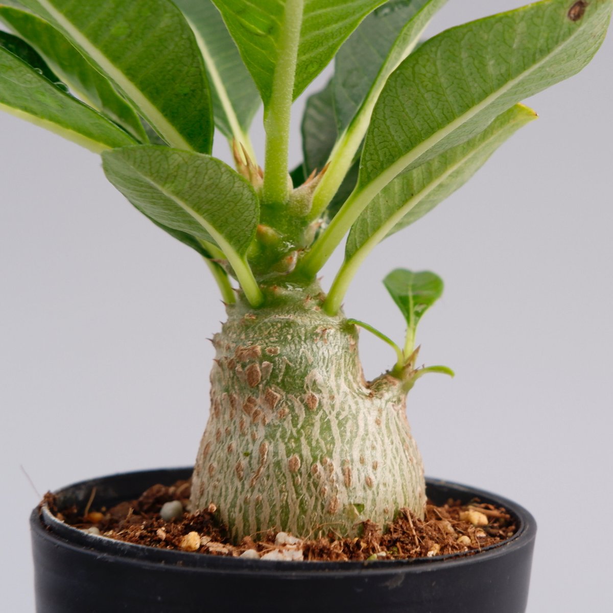 パキポディウム ウィンゾリー 実生株 012 Pachypodium windsorii |