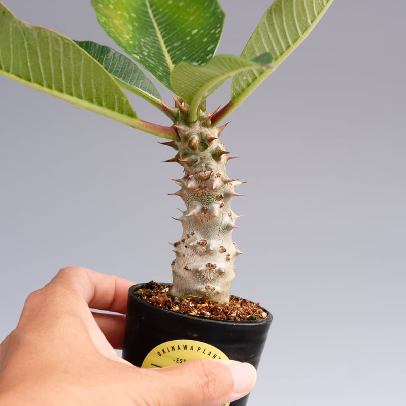 パキポディウム バロニー実生株016 Pachypodium baronii | Sunny