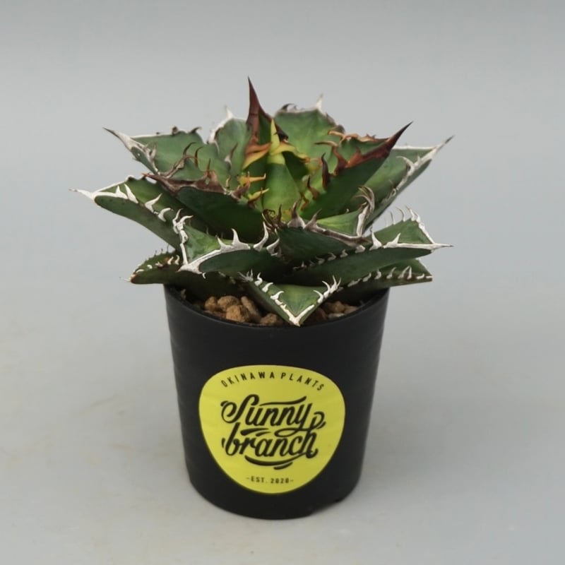 アガベ チタノタ レッドキャットウィーズル Agave titanota Red Catwee
