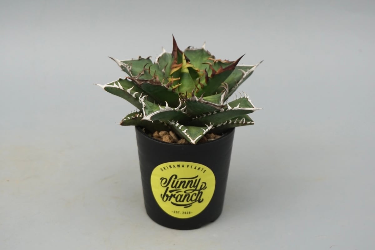 アガベ チタノタ レッドキャットウィーズル Agave titanota Red Catwee
