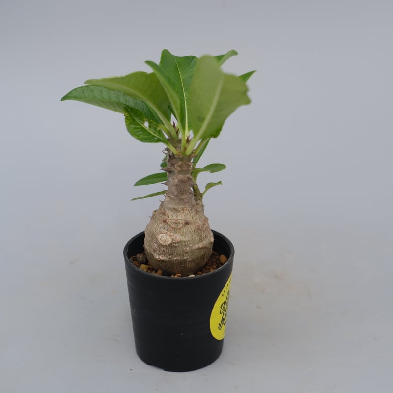 じぇむさんウィンゾリー パキポディウム ウィンゾリー 実生株 072 Pachypodium windsorii