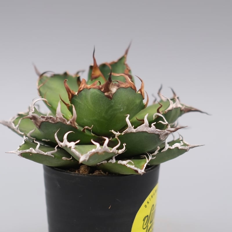 Agave titanota ‘Caesar’ シーザー アガベ・チタノタ シーザー-003（小）｜agave titanota caesar | Pl