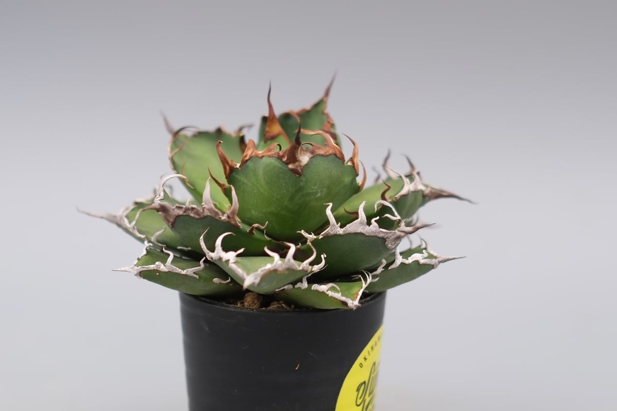 アガベ チタノタ シーザー Agave titanota caesar 148 | Sunny
