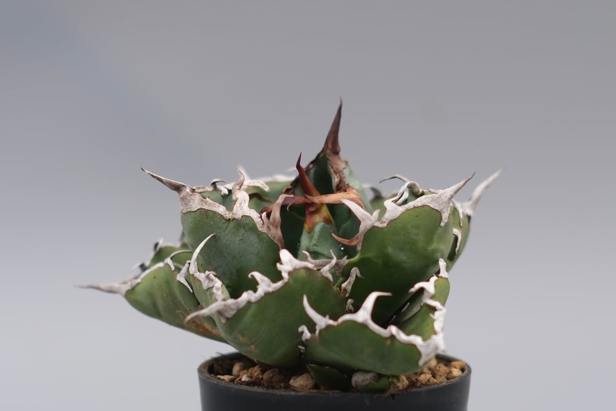 アガベ チタノタ 白鯨 Agave titanota white whale 242 | Su