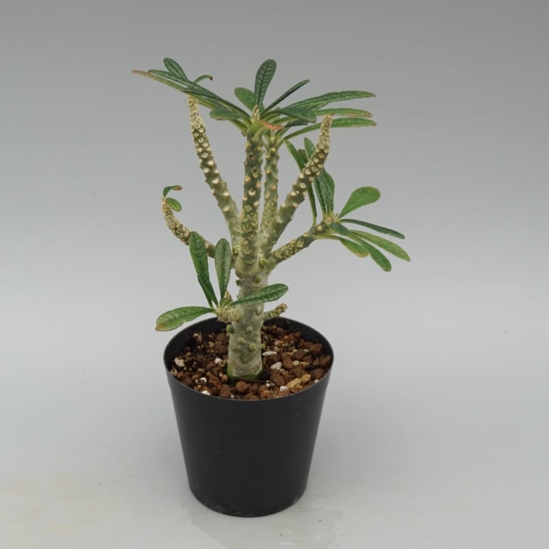 ドルステニア ギガス032 Dorstenia gigas | Sunny Branch