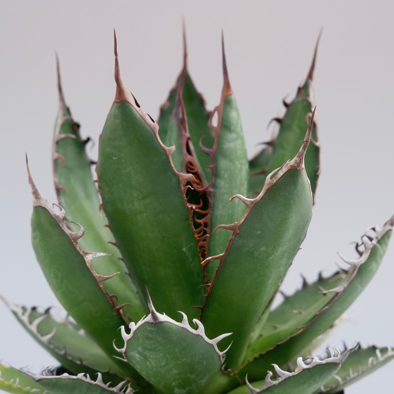 アガベ ホリダ 032 Agave horrida 強棘 | Sunny Branch