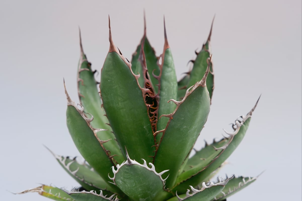 アガベ ホリダ 032 Agave horrida 強棘 | Sunny Branch