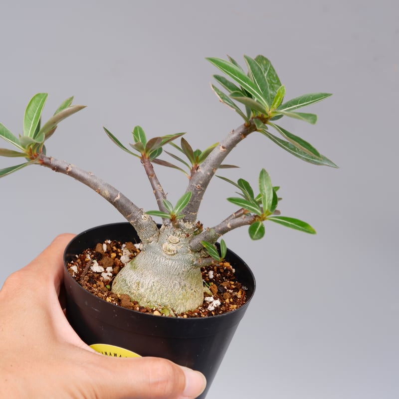【大株】【実生株】アデニウム・ソマレンセ　砂漠の薔薇 アデニウム ソマレンセ 実生株 Adenium somalense 004 | Sunny B