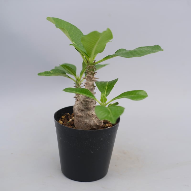 パキポディウム ウィンゾリー 実生株 063 Pachypodium windsorii |