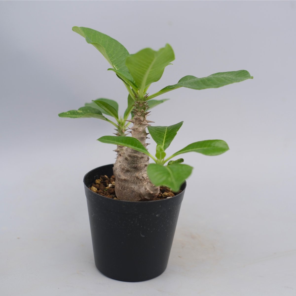 パキポディウム ウィンゾリー 実生株 063 Pachypodium windsorii