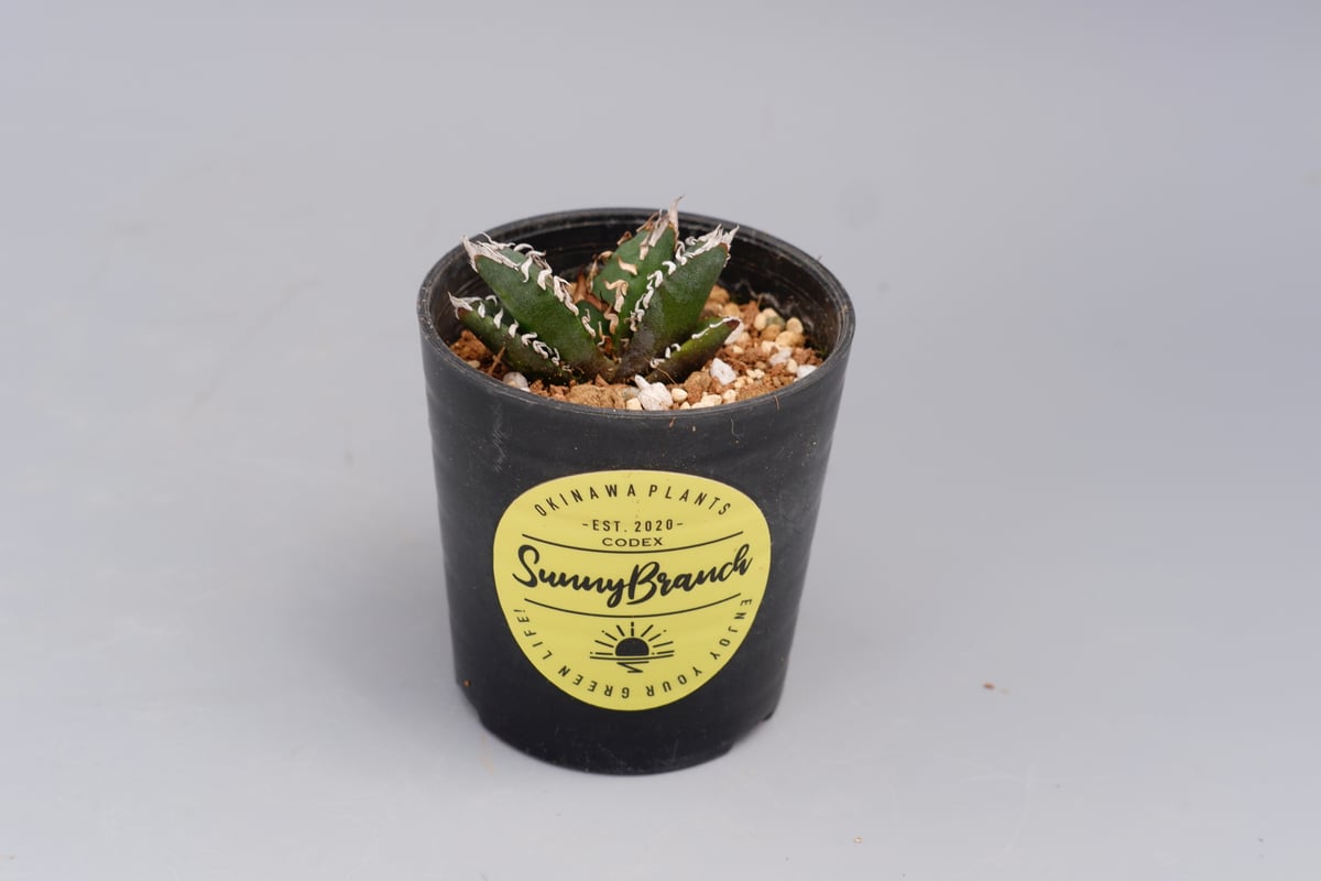 アガベ オテロイ 実生株 Agave oteroi seeding 089 | Sunny