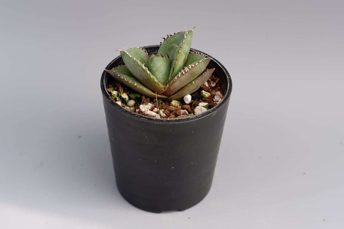 アガベ オテロイ 実生株 Agave oteroi seeding 029 | Sunny