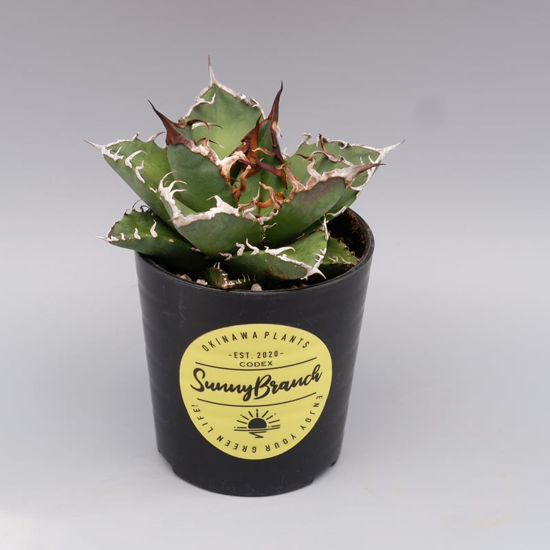 アガベ チタノタ シーザー Agave titanota caesar 115 | Sunny