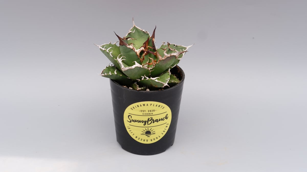 アガベ　チタノタ　シーザー アガベ・チタノタ シーザー（凱撒）中-019｜agave titanota