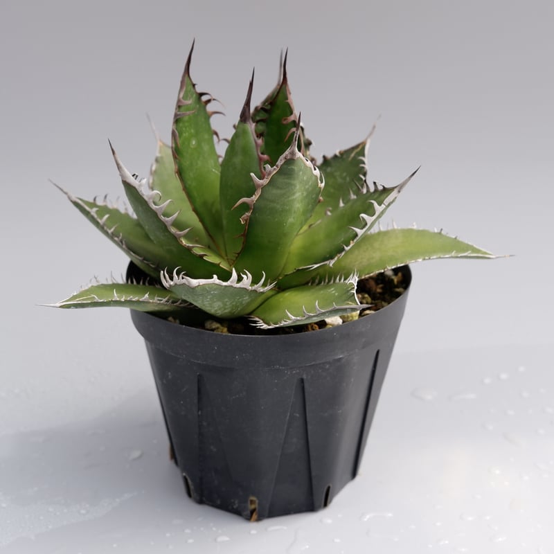 アガベホリダ極上株　Agave horrida No.AHRD014 アガベ ホリダ / Agave horrida ssp. horrida #6 | Ducks