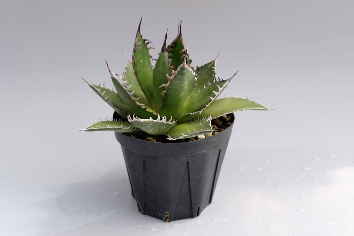 アガベ ホリダ 026 Agave horrida 強棘 | Sunny Branch