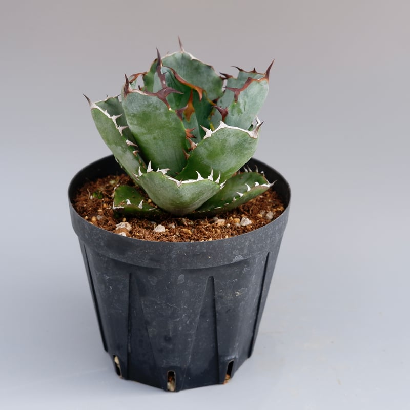 アガベ オテロイ 実生株 Agave oteroi seeding 055 | Sunny