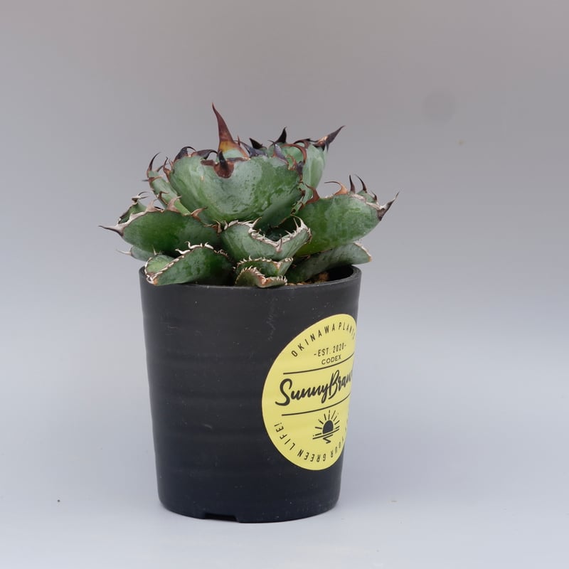 アガベ チタノタ ブラックアンドブルー Agave titanota BB 084 | Sun