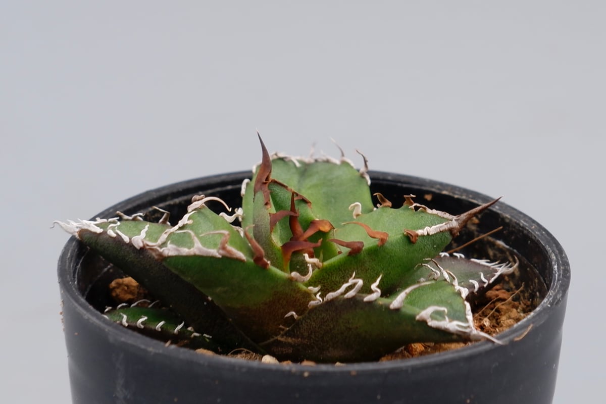 アガベ チタノタ シーザー Agave titanota caesar 096 | Sunny
