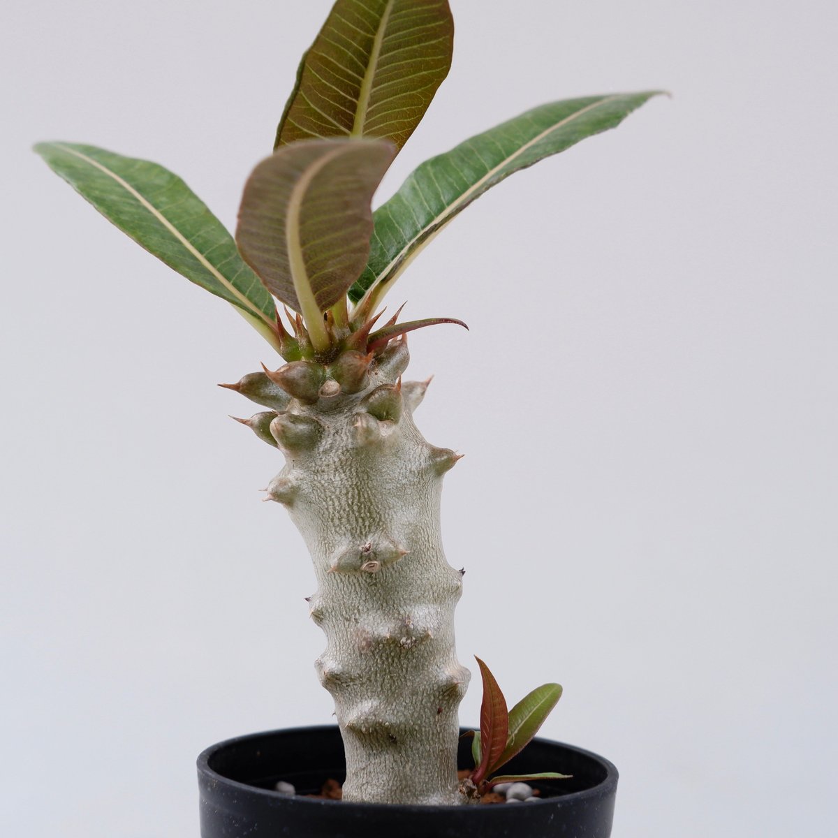 パキポディウム バロニー packypodium baronii 国内実生 大株 パキポディウムバロニー | STORES