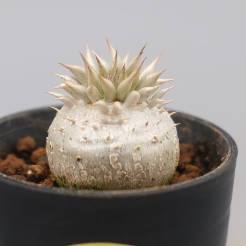 パキポディウム エニグマチカム 実生株 Pachypodium enigmaticum