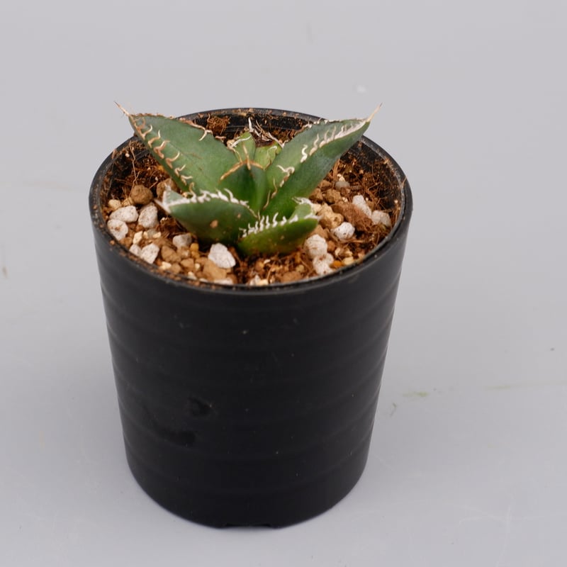 アガベ オテロイ 実生株 Agave oteroi seeding 068 | Sunny