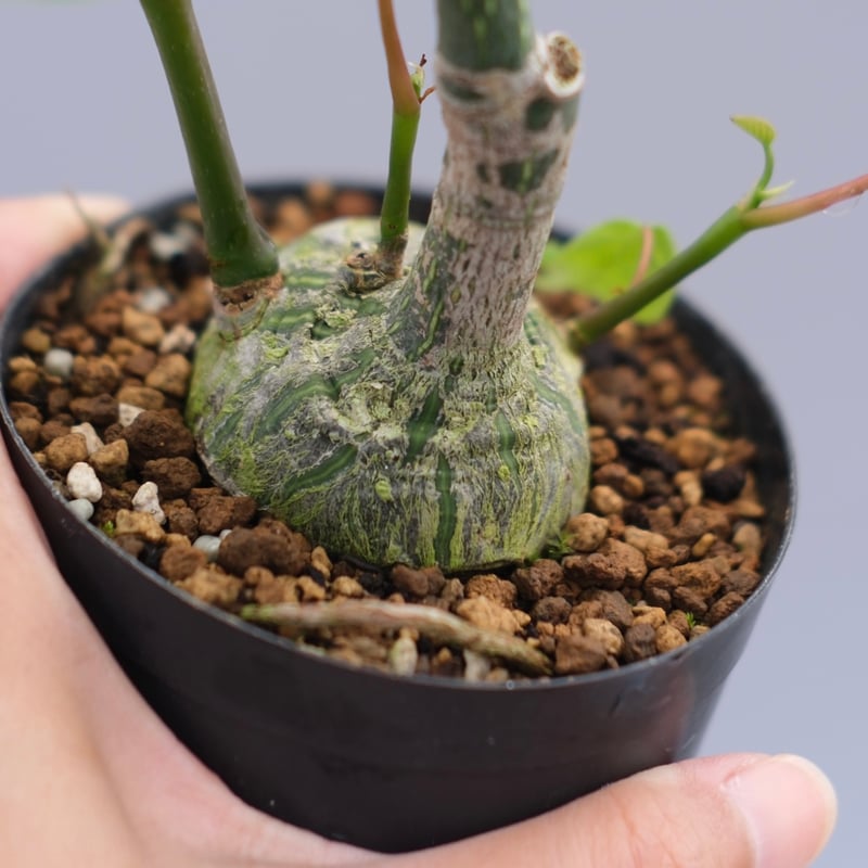 まんまる型 プセウド ボンバックス 049 Pseudobombax ellipticum |