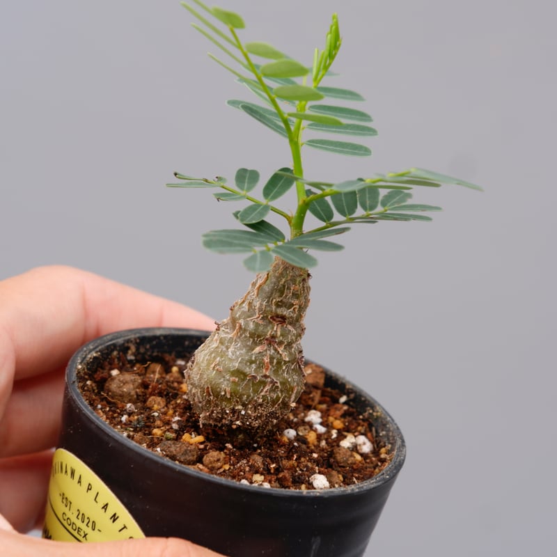 センナ メリディオナリス 実生株 Senna meridionalis 007 | Sunny