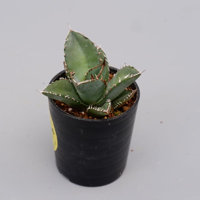 アガベ オテロイ 実生株 Agave oteroi seeding 097 | Sunny
