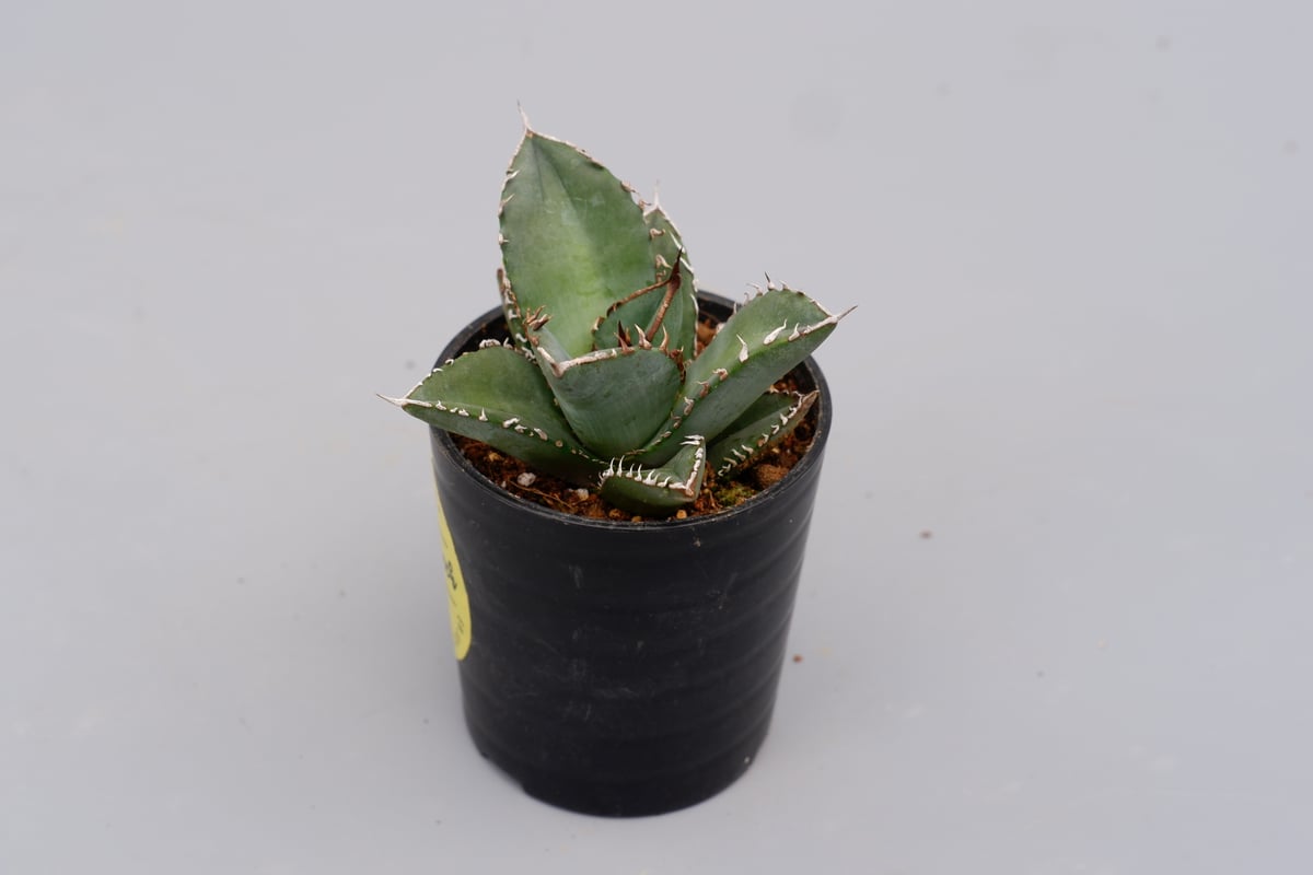 アガベ オテロイ 実生株 Agave oteroi seeding 097 | Sunny