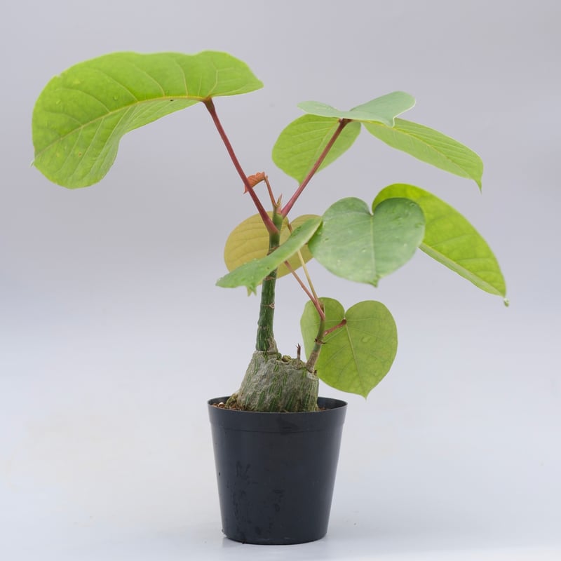 まんまる型 プセウド ボンバックス 051 Pseudobombax ellipticum |