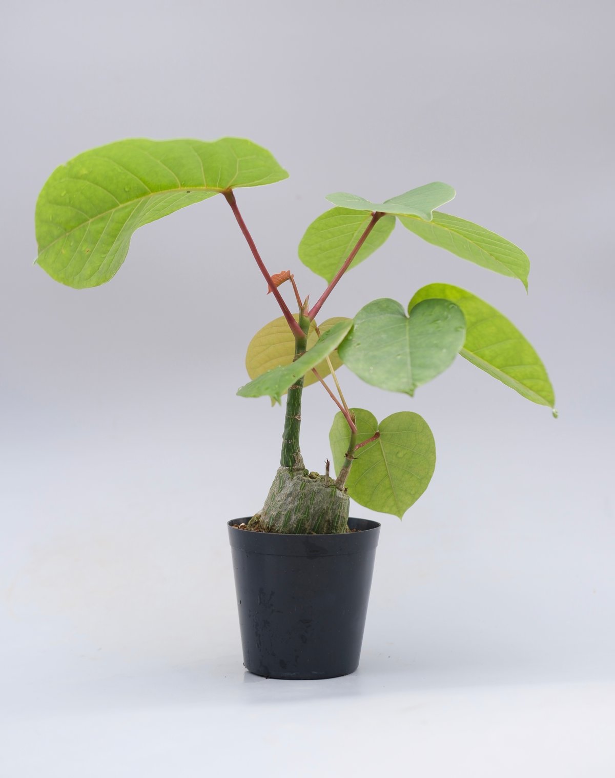 まんまる型 プセウド ボンバックス 051 Pseudobombax ellipticum |