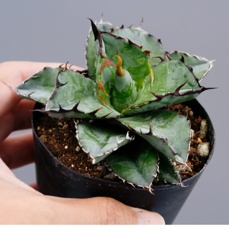 アガベ チタノタ ブラックアンドブルー Agave titanota BB 060 | Sun