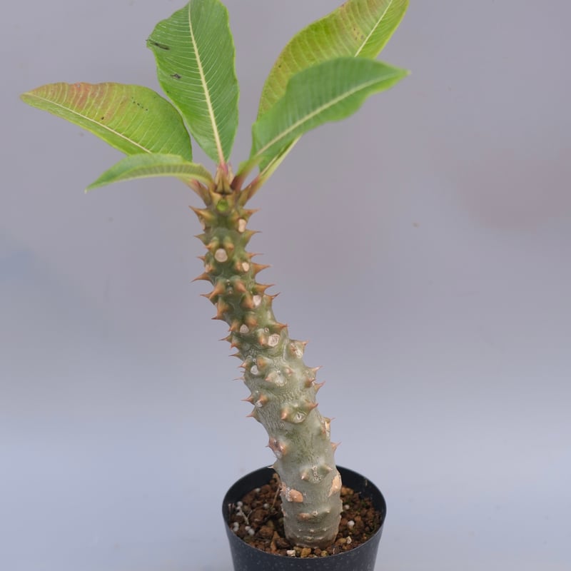 パキポディウム バロニー Pachypodium baronii fit=scale-down,w=1200