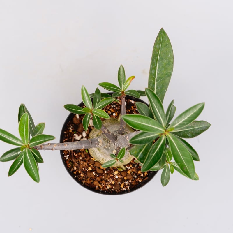 アデニウム ソマレンセ 実生株 Adenium somalense 004 | Sunny B