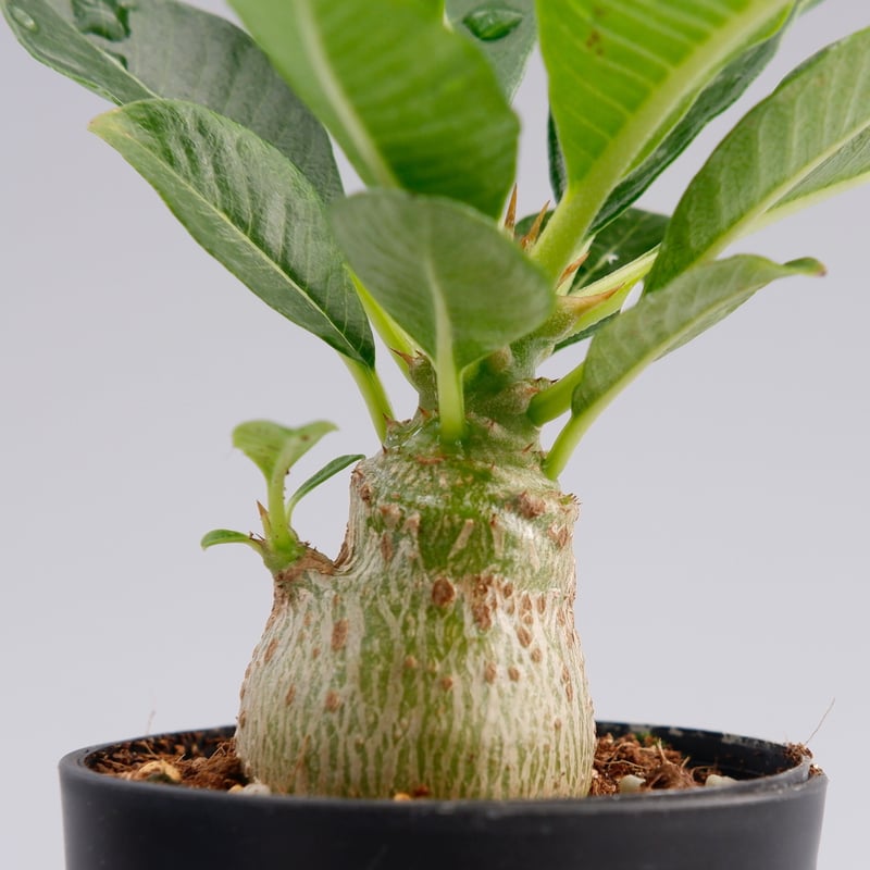 パキポディウム ウィンゾリー 実生株 012 Pachypodium windsorii |