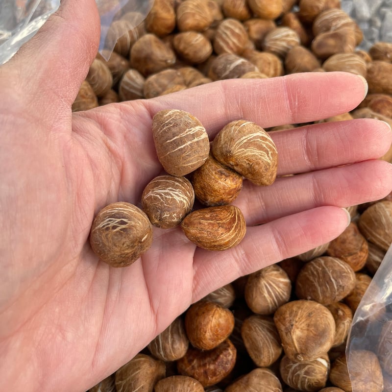 パキラ種子 10粒 Pachira seed | Sunny Branch