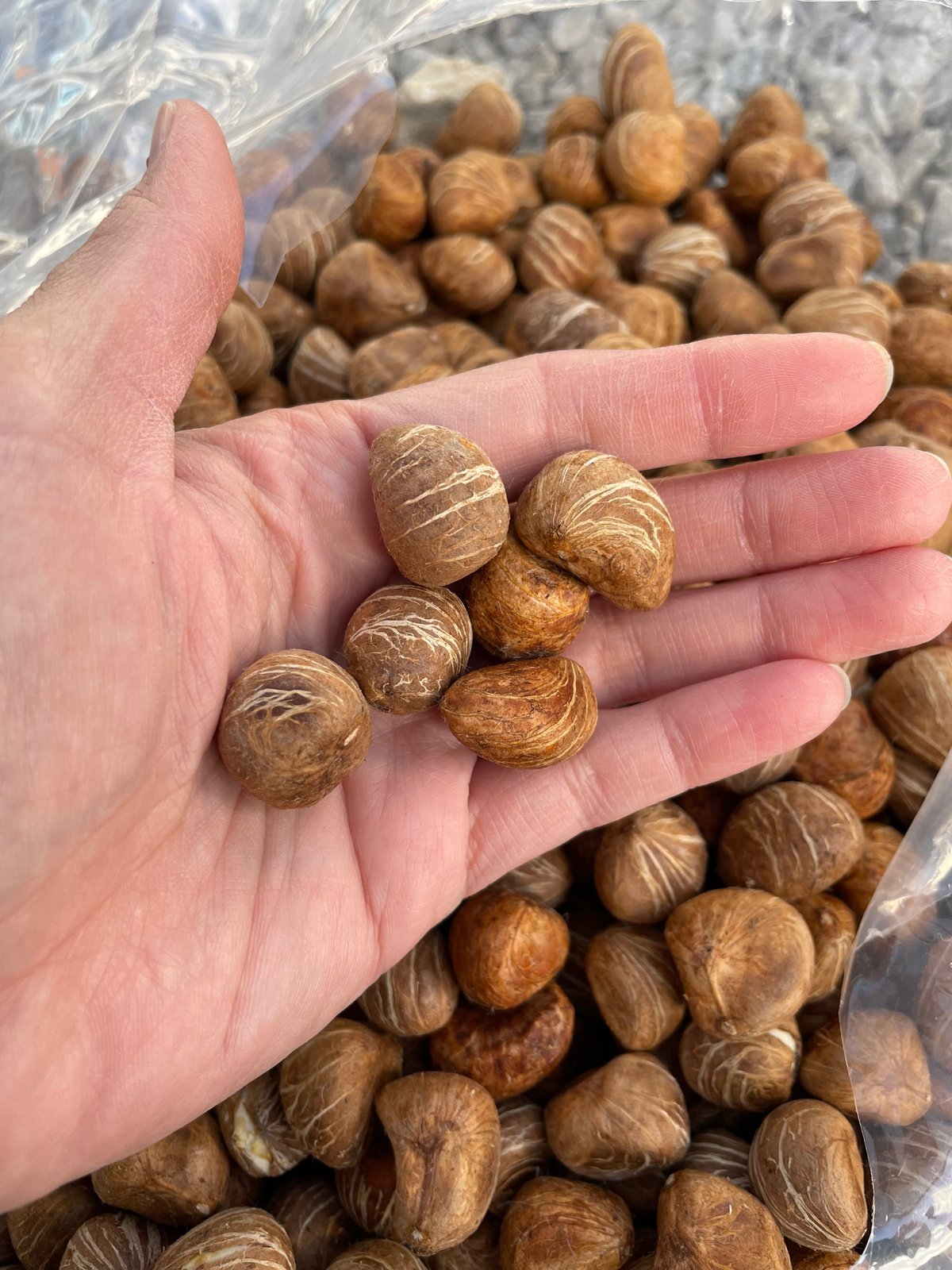 パキラの種　23粒　特大粒～中MIX 亀裂あり 匿名配送 パキラ種子 10粒 Pachira seed | Sunny Branch