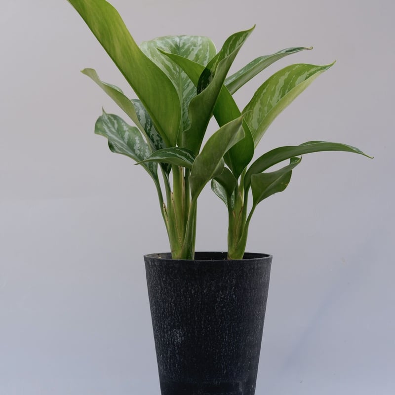 アグラオネマ ニティドゥーム カーティシー Aglaonema nitidum アグラオネマ ニティドゥーム カーティシー Aglaonema nitidum