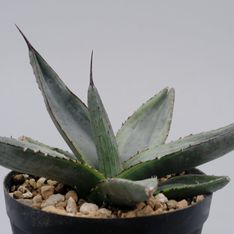 アガベ シャークバイト002 Agave Sharkbite | Sunny Branch